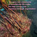 degradation under the kelp forest
