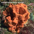 orange honeycomb sponge