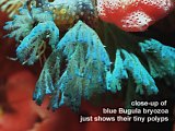blue Bugula bryozoa