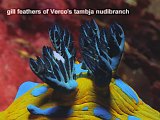 gill feathers of Verco's tambja nudibranch