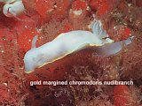 gold margined chromodoris nudibranch