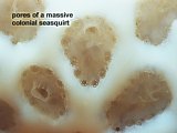 pores of massive colonial seasquirt