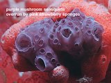 purple mushroom seasquirtsoverrun by pink strawberry sponges