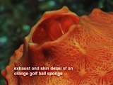 detail of skin of orange golf ball sponge