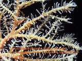 camouflaged shrimps hiding amongst the Solanderia hydroid tree