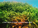 Lessonia strap weed