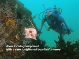 diver looking surprised with a rare longfinned boarfish' interest