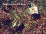 long finned borefish couple
