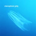 ctenophore jelly