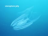 ctenophore jelly