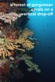 a forest of gorgonean corals on a vertical drop-off