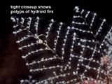 polyps of hydroid firs
