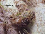 unidentified sand crab
