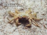 hairy pillbox crab