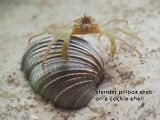 slender pillbox crab