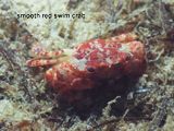 red swim crab