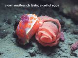 clown nudibranch laying a coil of eggs