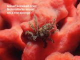 lesser seaweed crab