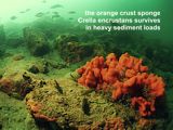orange crust sponge Crella encrustans