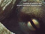 closeup of octopus eye