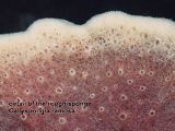 detail of the rough sponge Callyspongia ramosa