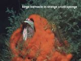 large barnacle in orange crust sponge