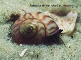 Zethalia wheel shell
