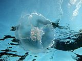 the moon jelly or earlobe jelly is found in all oceans  Aurelia aurita