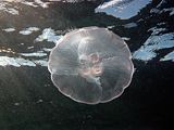 the moon jelly seeks the surface where zooplankton collects