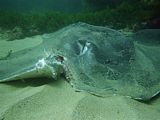 will this stingray survive its propeller wound?