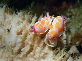 two clown nudibranch laying eggs on a white sponge. Ceratosoma amoena