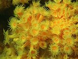 a bouquet of yellow zoanthid anemones