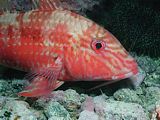 goatfish at night is very colourful Upeneichthys lineatus