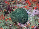 when a grey nipple sponge is unhappy, it contracts to a hard lump. Polymastia fusca