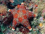 puffy firebrick star has colourful rounded spines. Asterodiscides truncatus