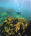 snorkeldiver above golden strap kelp.