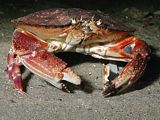 NZ pie-crust crab Cancer novaezelandiae