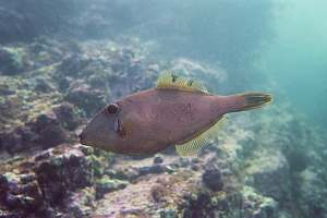 f000909: leatherjacket, Parika scaber