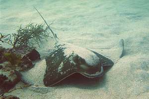 f005814: an eagle ray preparing for take-off.