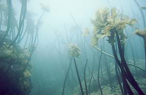 Shallow kelp death by storm
