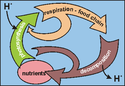 simplified plankton ecosystem