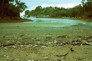 pilchard death in Leigh Harbour