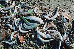 pilchard mass mortality