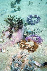 sand dahlia anemones have become rare