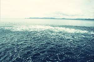 a mixed school of kahawai and trevally frothing the water