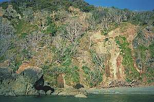 possums killed trees at Cape Brett