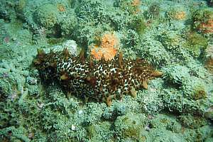 sea cucumber Stichopus mollis