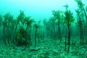 open space in the kelp canopy