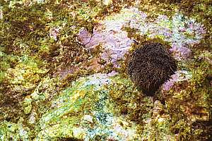 dying sea urchin on Ostreopsis dinoflagellate slime