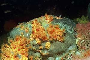 invasive yellow zoanthids